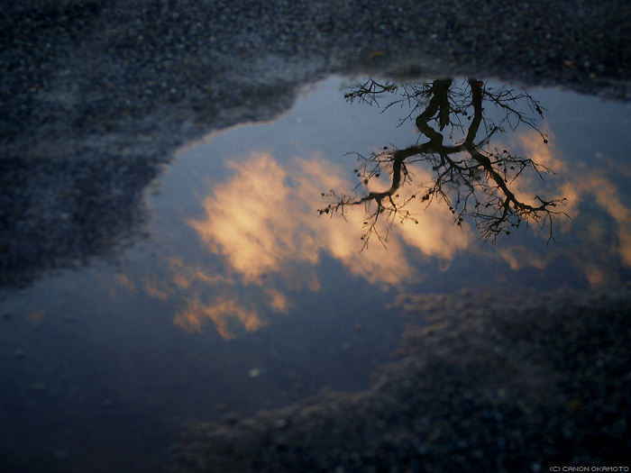 the puddle